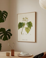 After Hover: Sparrmannia Africana - Kapländische Zimmerlinde