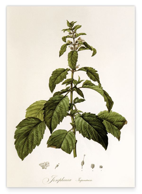 Josephinia imperatricis