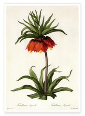 Fritillaria Imperialis - Kaiserkrone