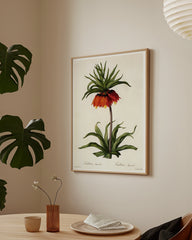 After Hover: Fritillaria Imperialis - Kaiserkrone