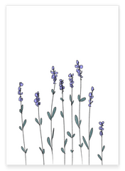 Minimalistische Zeichnung - Lavendel