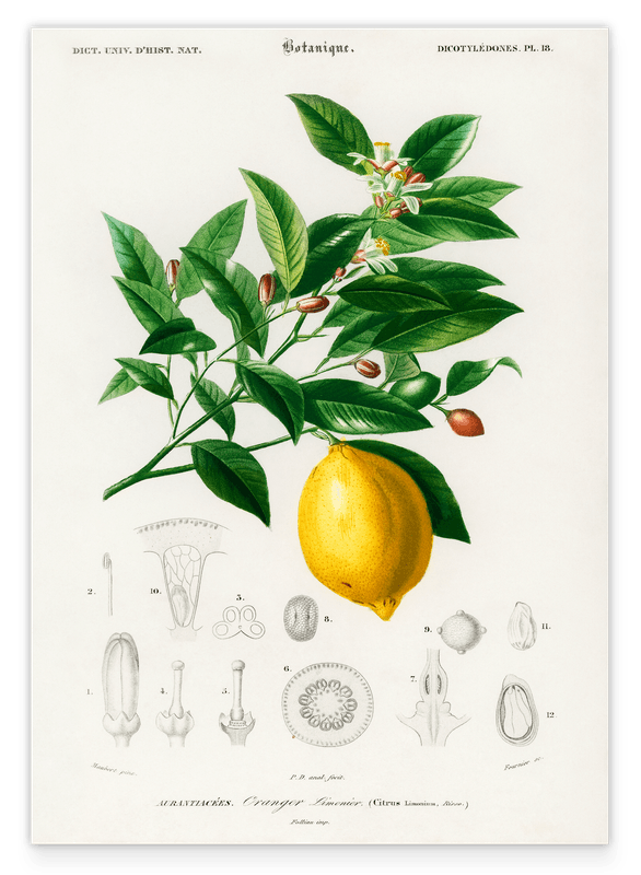 Pflanzenkunde zu Citrus Limonium