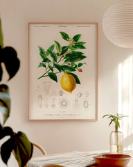 After Hover: Pflanzenkunde zu Citrus Limonium