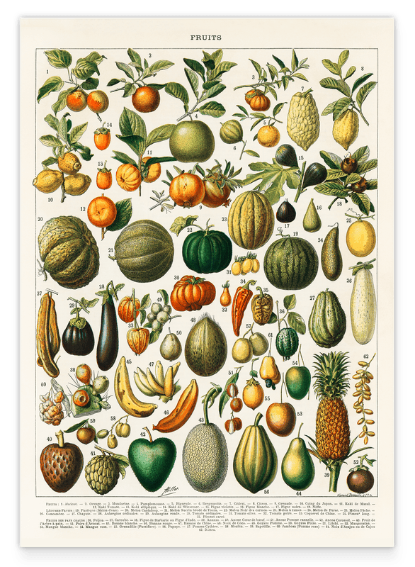 Adolphe Philippe Millot - Botanische Karte bunter Früchte