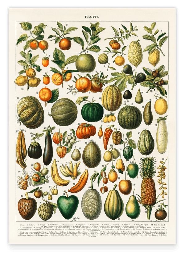 Adolphe Philippe Millot - Botanische Karte bunter Früchte