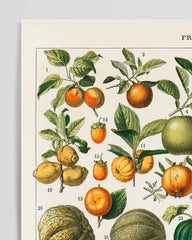 After Hover: Adolphe Philippe Millot - Botanische Karte bunter Früchte