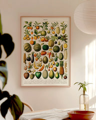 After Hover: Adolphe Philippe Millot - Botanische Karte bunter Früchte