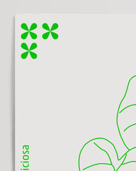 After Hover: Monstera Deliciosa im Line Art Stil