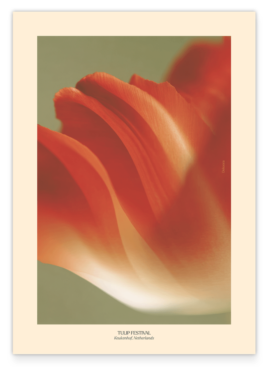 Thriving Tulip: Tulpen Festival Niederlande No. 2