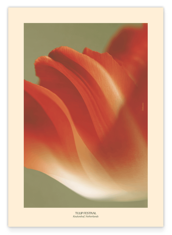 Thriving Tulip: Tulpen Festival Niederlande No. 2