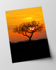 Baum in der Savanne
