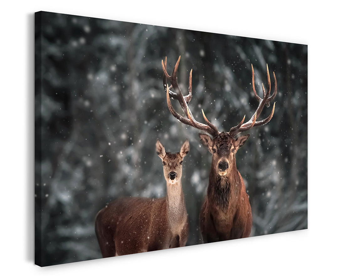 stretched-canvas