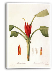 Musa Coccinea - Rote Zwergbanane