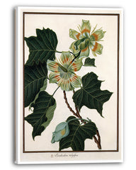 Liriodendron Tulipifera - Tulpenbaum