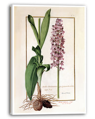 Orchis Militaris - Helm-Knabenkraut