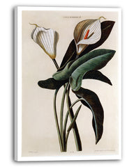 Zantedeschia Aethiopica - Weiße Lilie