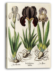 Iris-Blumen