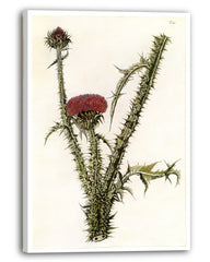 Distel