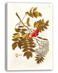 Beeren und Blüten am Zweig