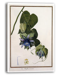 Passiflora Caracasana - Passionsblume