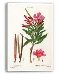 Nerium Oleander - Rosenlorbeer