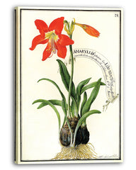 Amaryllis - Rote Belladonnalilie