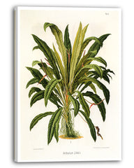 Anthurium Jilekii - Tropenpflanze