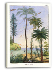 Areca Sapida - Tropische Landschaft