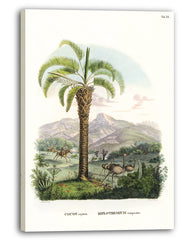 Cocos capitata - Tropische Landschaft