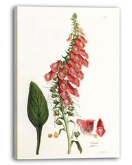 Digitalis Purpurea - Roter Fingerhut