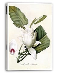 Magnolia Macrophylla - Großblättrige Magnolie