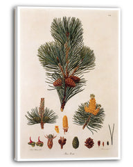 Pinus Pumila - Zwerg-Kiefer - Zweige und Zapfen