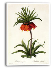 Fritillaria Imperialis - Kaiserkrone